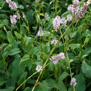 Stor ormrot Bistorta officinalis 'Superba'