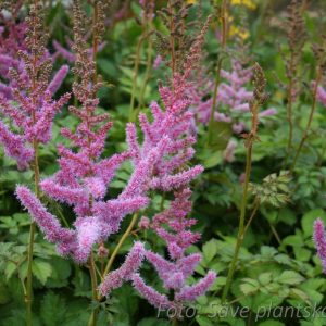 Dvärgastilbe - Astilbe chinensis 'Pumila'