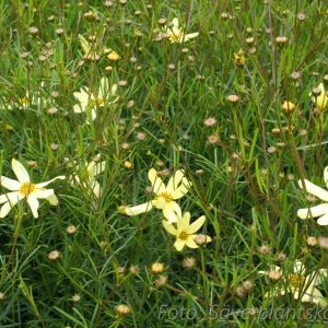 Höstöga - Coreopsis verticillata 'Moonbeam'