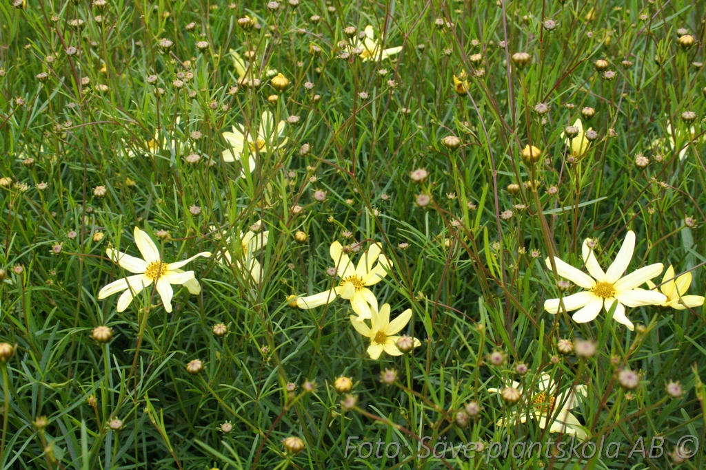 Höstöga - Coreopsis verticillata 'Moonbeam'