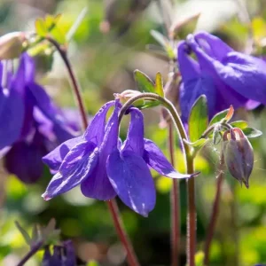 Alpakleja - Aquilegia alpina