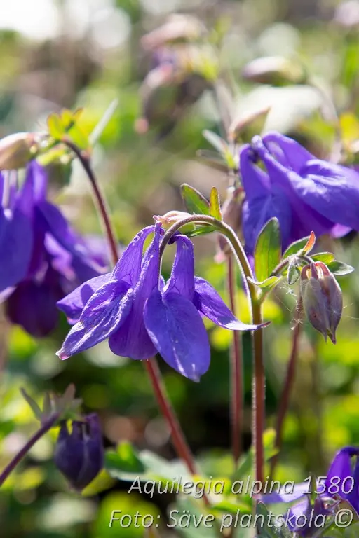 Alpakleja - Aquilegia alpina