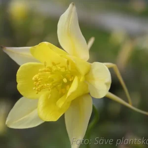 Gulakleja - Aquilegia chrysantha 'Yellow Queen'