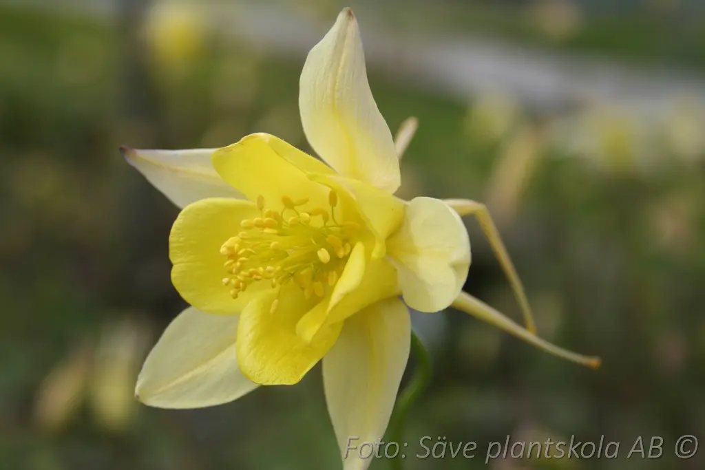 Gulakleja - Aquilegia chrysantha 'Yellow Queen'
