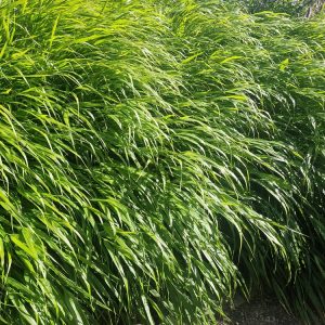 Hakonegräs - Hakonechloa macra
