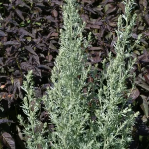 Malört - Artemisia absinthium