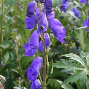 Oktoberstormhatt - Aconitum carmichaelii 'Arendsii'