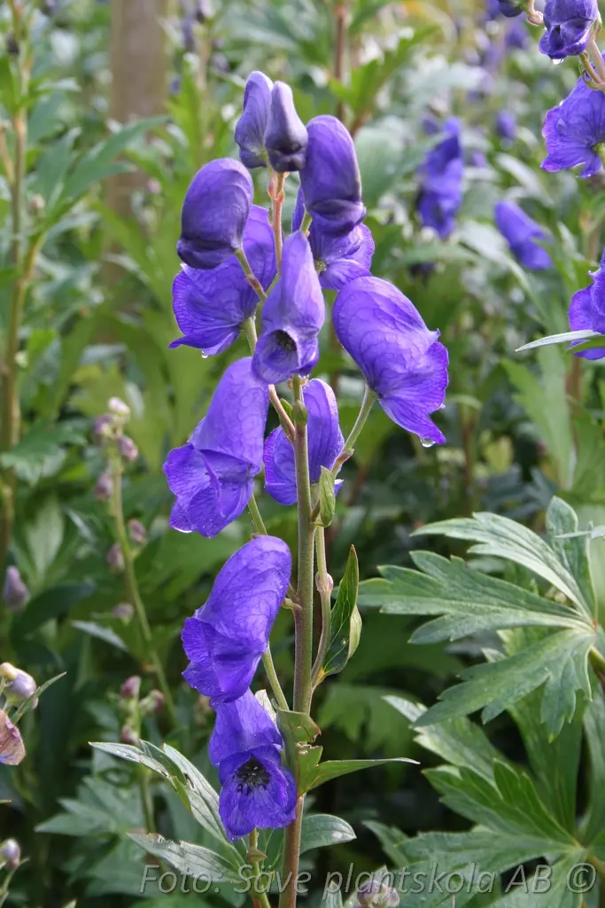 Oktoberstormhatt - Aconitum carmichaelii 'Arendsii'