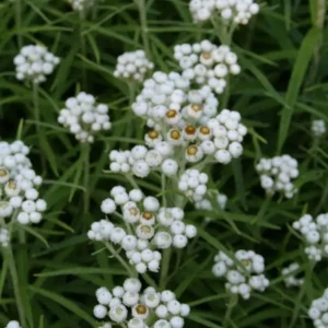 Pärleternell - Anaphalis margaritacea
