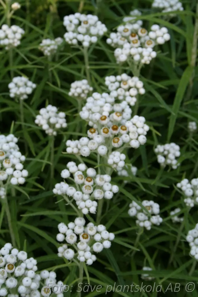 Pärleternell - Anaphalis margaritacea
