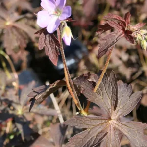 Fläcknäva - Geranium maculatum ‘Espresso’