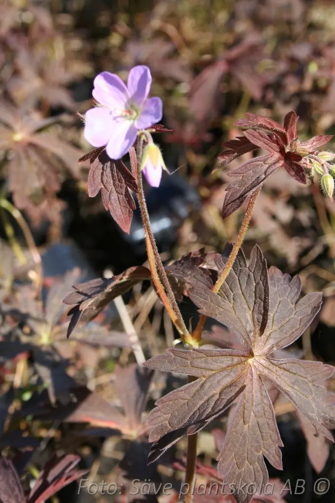 Fläcknäva - Geranium maculatum ‘Espresso’