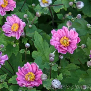Silvrig höstanemon - Anemone tomentosa 'Serenade'