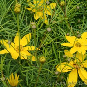 Höstöga - Coreopsis verticillata 'Zagreb'