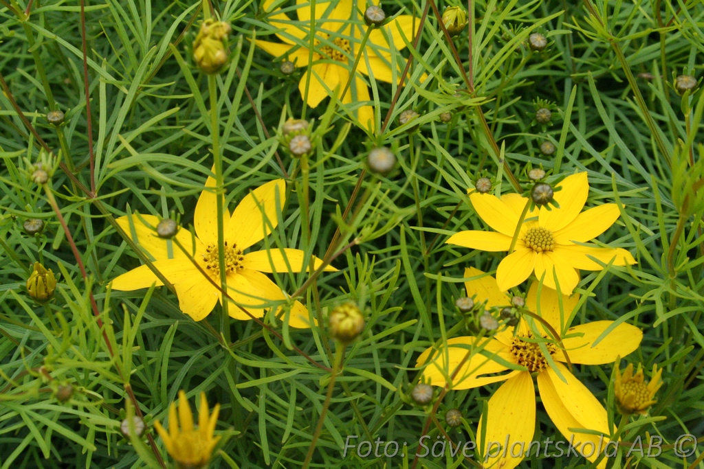 Höstöga - Coreopsis verticillata 'Zagreb'