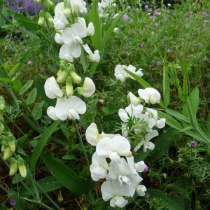 Rosenvial - Lathyrus latifolius 'White Pearl'