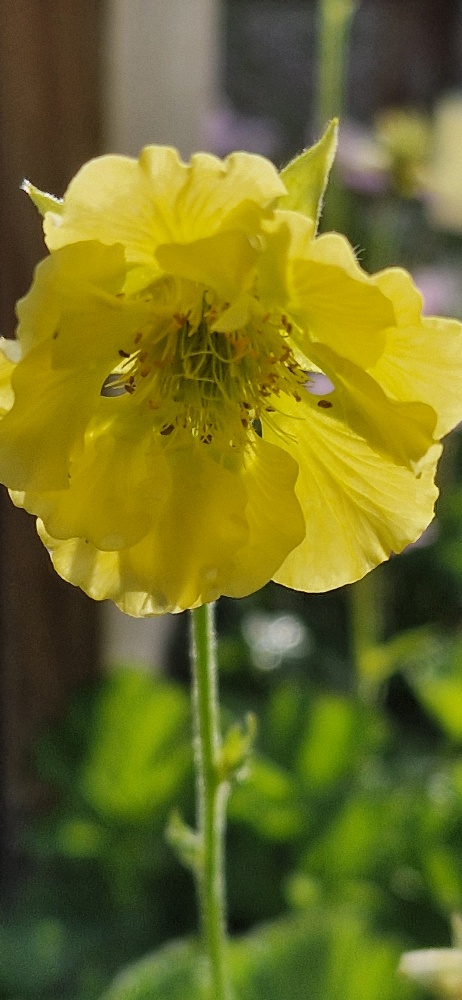 Trädgårdsnejlikrot - Geum 'Banana Daiquiri'
