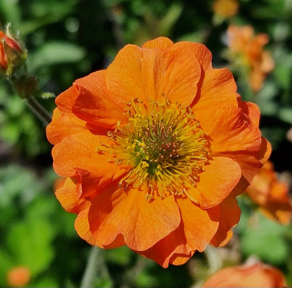 Trädgårdsnejlikrot - Geum 'Prinses Juliana'