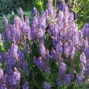 Stäppsalvia - Salvia nemorosa 'Blauhugel'