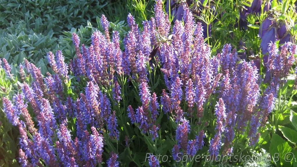 Stäppsalvia - Salvia nemorosa 'Blauhugel'