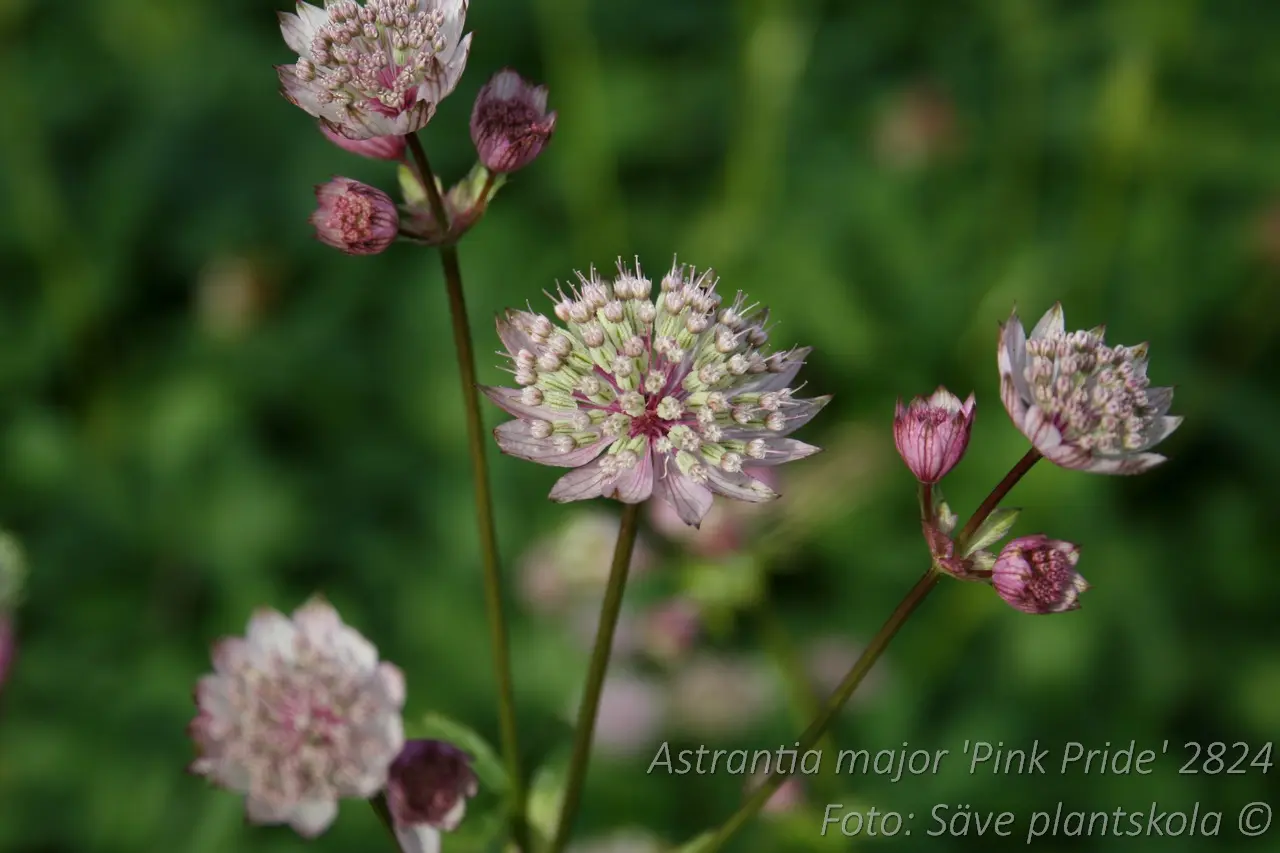 Stjärnflocka - Astrantia major 'Pink Pride'
