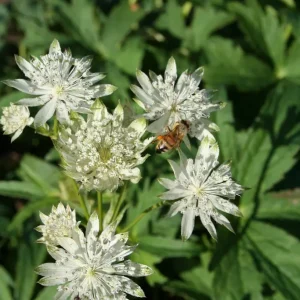 Stjärnflocka - Astrantia major 'Star of Billion' (PBR)