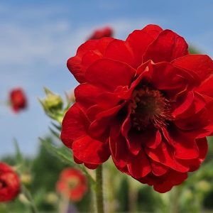 Trädgårdsnejlikrot - Geum 'Firestarter'