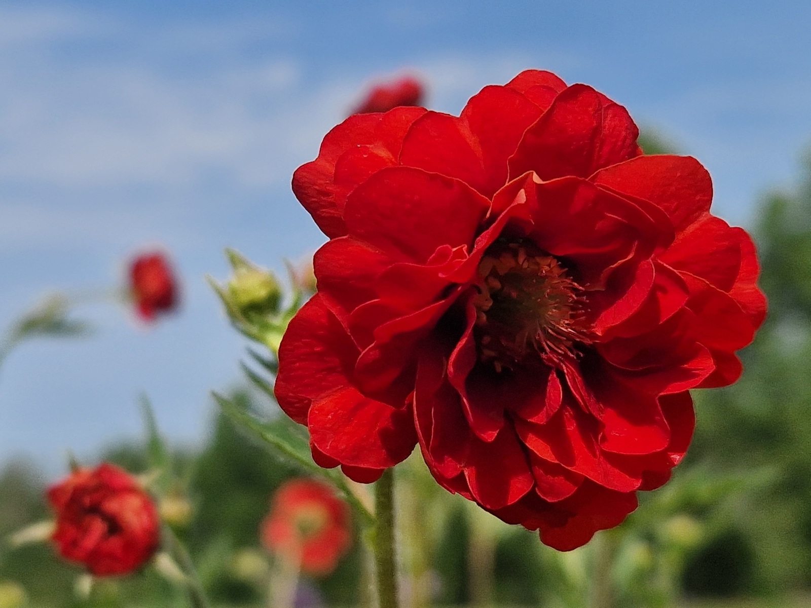 Trädgårdsnejlikrot - Geum 'Firestarter'