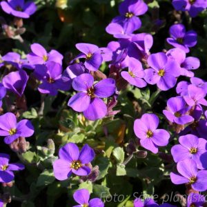 Aubrieta 'Blaumeise'