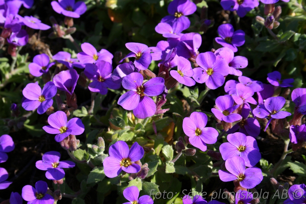 Aubrieta 'Blaumeise'