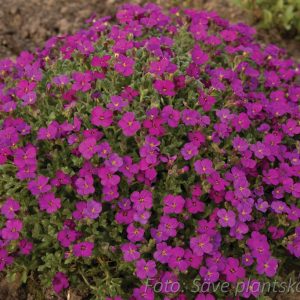 Aubrieta 'Regado Red'