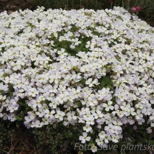Aubrieta 'Regado White'
