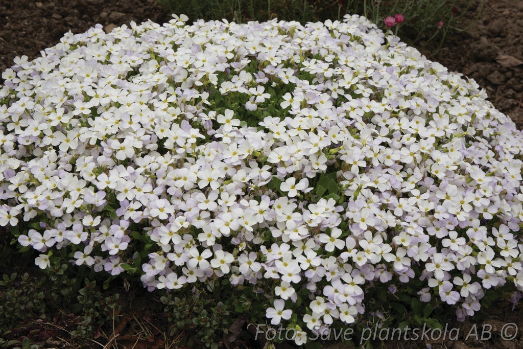 Aubrieta 'Regado White'
