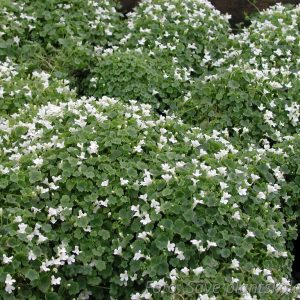 Murreva - Cymbalaria muralis 'Alba'