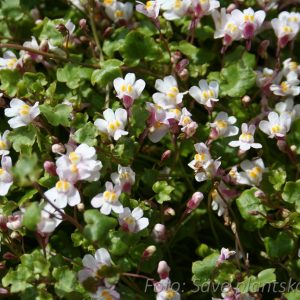Murreva - Cymbalaria muralis