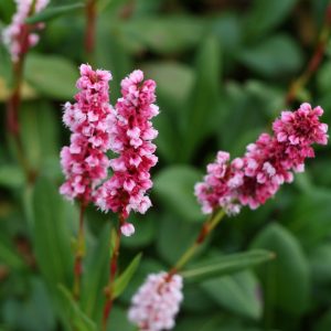 Bergormrot - Bistorta affinis 'Superbum'