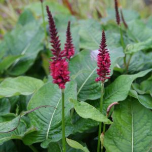 Pilört Bistorta amplexicaulis 'Blackfield'( PBR)'