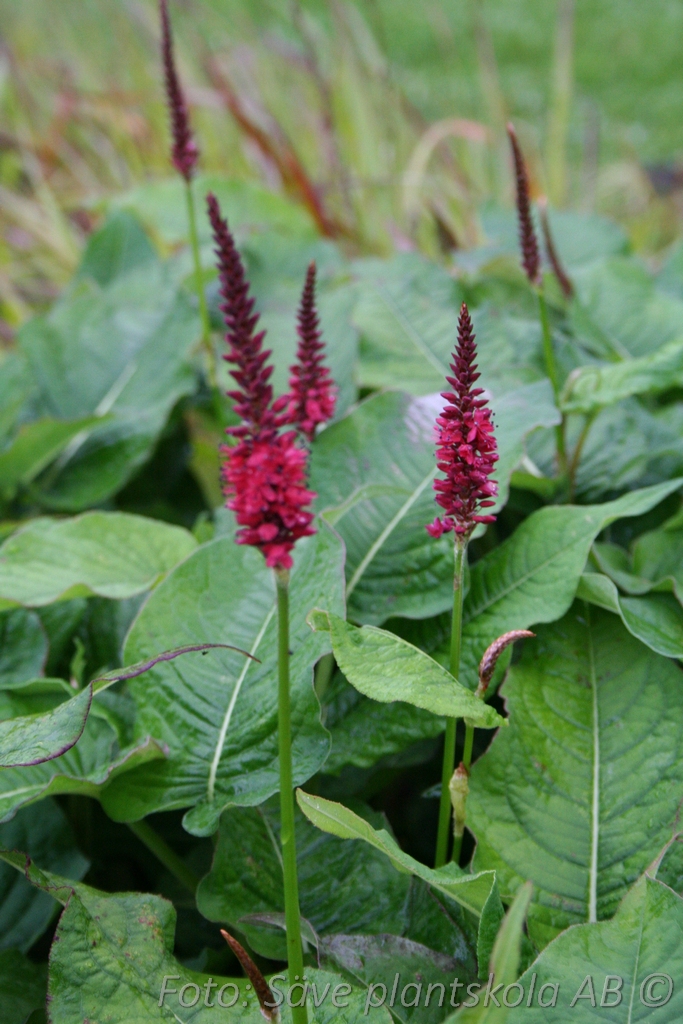 Pilört Bistorta amplexicaulis 'Blackfield'( PBR)'