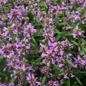 Axbetonika - Betonica hirsuta'Hummelo'
