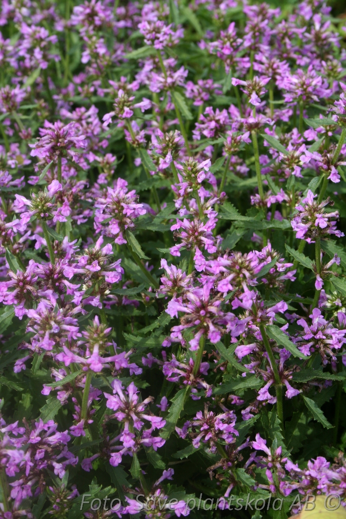 Axbetonika - Betonica hirsuta'Hummelo'