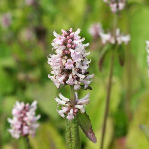 Axbetonika - Betonica hirsuta 'Rosea'
