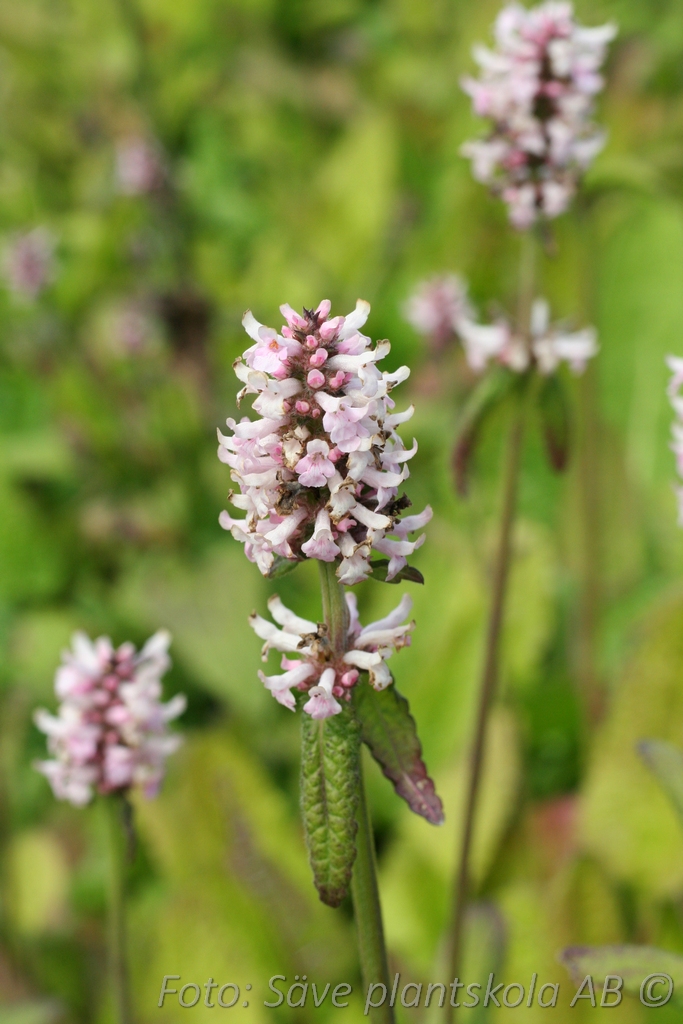 Axbetonika - Betonica hirsuta 'Rosea'
