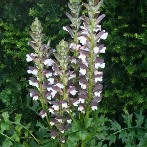 Akantus - Acanthus balcanicus