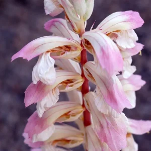 Akantus - Acanthus balcanicus 'Whitewater'