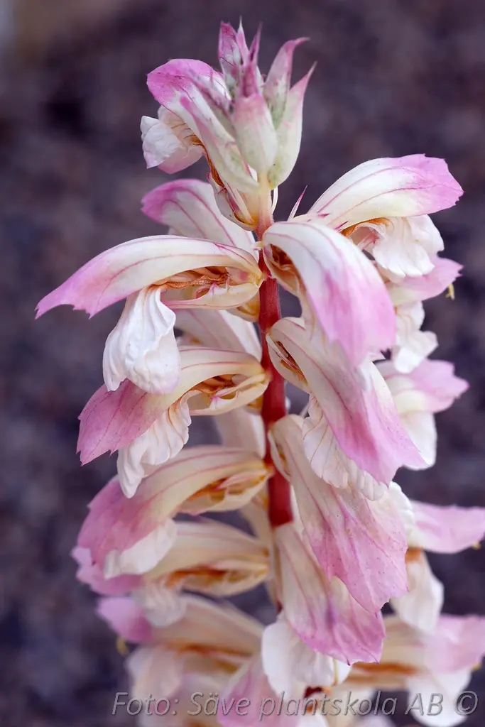 Akantus - Acanthus balcanicus 'Whitewater'
