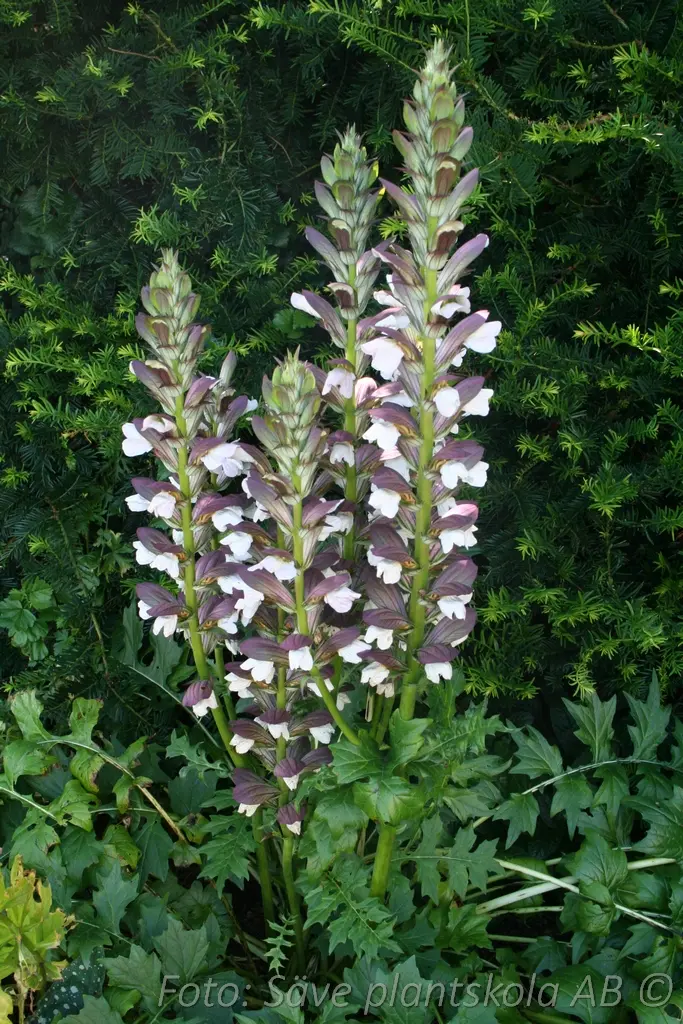 Akantus - Acanthus balcanicus