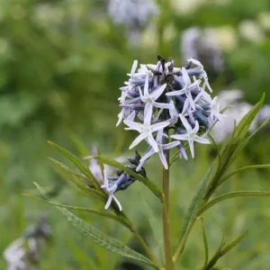 Amsonia - Amsonia 'Ernst Pagels'