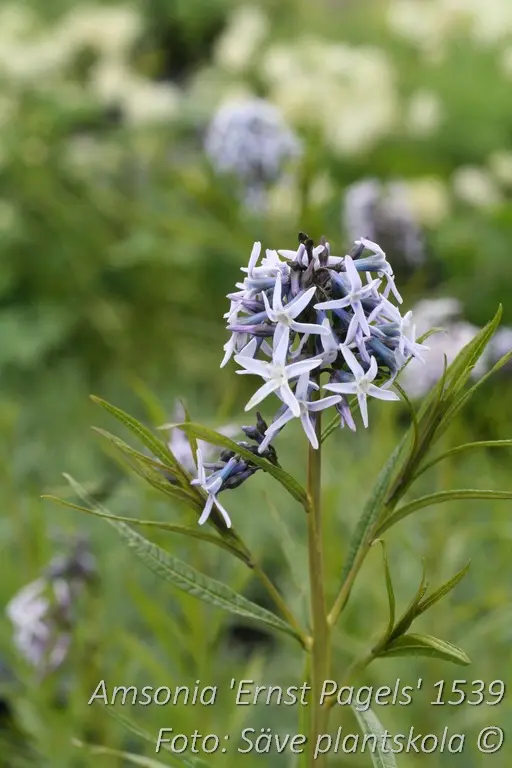 Amsonia - Amsonia 'Ernst Pagels'
