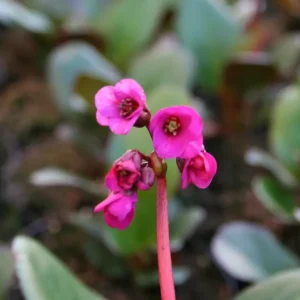 Bergenia 'Eroica'