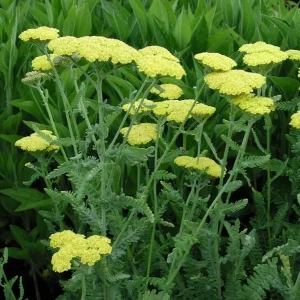 Gyllenröllika - Achillea 'Moonshine'